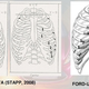 Illustration for article titled How A Cadaver Made Your Car Safer